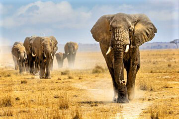 Foto Elefanti in Africa